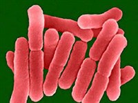 Сальмонеллы (Сальмонеллы)