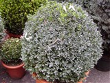 Самшит вечнозеленый – Buxus sempervirens L. (2)