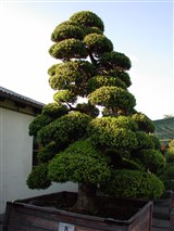 Самшит вечнозеленый – Buxus sempervirens L. (3)