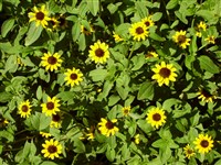 Санвиталия распростертая – Sanvitalia procumbens Lam.