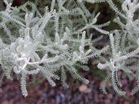 Сантолина кипарисовиковидная, кипарисовидная – Santolina chamaecyparissus L.