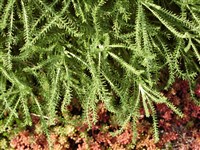 Сантолина размариноволистная – Santolina rosmarinifolia L.