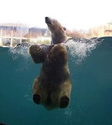 Сан-Диего зоопарк (медведь)