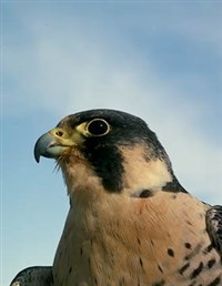 Сапсан (голова)