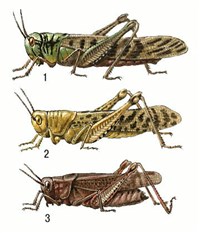 Саранча (саранчовые)