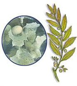 Саргассовые водоросли