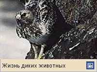 Сарыч (канюк)