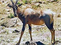 Сассаби (Damaliscus lunatus lunatus)