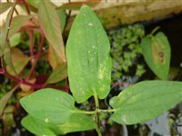 Саурурус китайский – Saururus chinensis (Lour.) Baill.