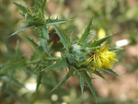 Сафлор шерстистый – Carthamus lanatus L.