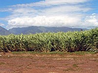 Сахарный тростник (плантация)