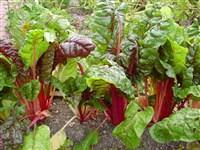 Свекла обыкновенная – Beta vulgaris L. (1)