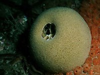 Сверлящие губки (Сверлящая губка)