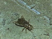 Сверчок (Gryllodinus)