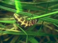 Светляк (личинка)
