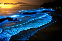 Светящийся в воде планктон