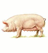 Свиньи (свинья домашняя)