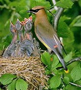 Свиристели (кедровый свиристель)