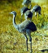 Северный нанду (Rhea americana)