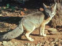 Североамериканский Корсак (Vulpes velox hebes)