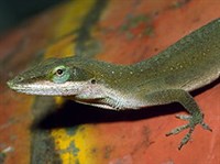 Североамериканский Красногорлый Анолис (Anolis carolinensis)