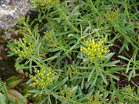 Седум Миддендорфа – Sedum middendorfianum Maxim.