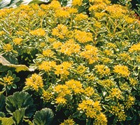 Седум Сельского – Sedum selskianum Reg. & Maack.