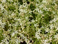 Седум английский – Sedum anglicum Huds.