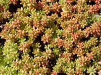 Седум белый – Sedum album L. (1)