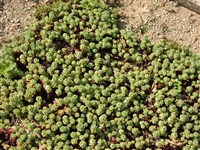 Седум густоволосистый – Sedum pilosum Bieb.