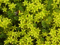 Седум едкий – Sedum acre L.