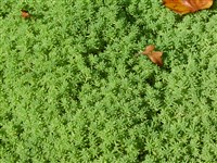 Седум испанский, сизый – Sedum hispanicum L.