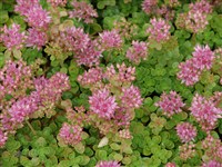 Седум ложный – Sedum spurium Bieb.