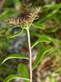 Седум лозовидный – Sedum sarmentosum Bunge.