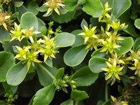 Седум лопатчатолистный – Sedum spathulifolium Hook.