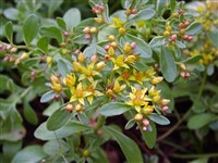 Седум обильноцветущий – Sedum floriferum Praeger.