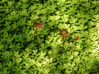 Седум орегонский – Sedum oreganum Nutt.