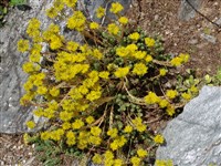 Седум отогнутый, скальный – Sedum reflexum L.