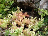 Седум притупленный – Sedum obtusifolium C.A.Mey.