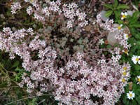 Седум толстолистный, серо-голубой – Sedum dasyphyllum L