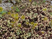Седум узколепестковый – Sedum stenopetalum Pursh.