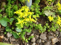 Седум шестиугольный – Sedum sexangulare L.
