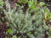 Седум шиловидный – Sedum subulatum (C.A.Mey) Boiss.