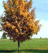 Сезон (осень)