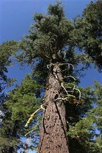 Секвойя (дерево)