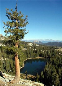 Секвойя (национальный парк)