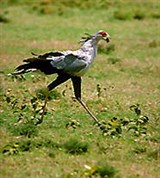 Секретарь (бегущая птица-секретарь)