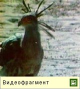 Секретарь (видео)