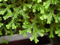 Селагинелла селагинелловая, колючая – Selaginella selaginoides (L.) Link.