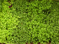 Селагинелла швейцарская – Selaginella helvetica (L.) Spring.